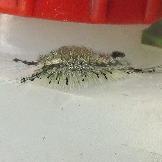 8293 Sharp-lined Tussock Moth Dasychira dorsipennata Shawnee St Pk Oh 6-15-13