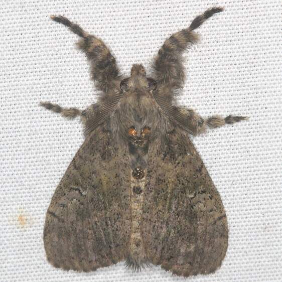 8295 Dasychira mescalera-BG-Lake-Kissimmee-St-Pk-Fl-3-1-22
