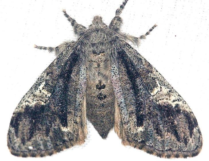8296 Yellow-based Tussock Moth Shawnee St Pk Oh 6-15-13