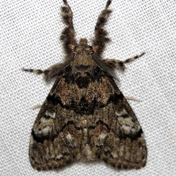 8304 Northern Pine Tussock Moth Thunder Lake UP Mich 6-23-12