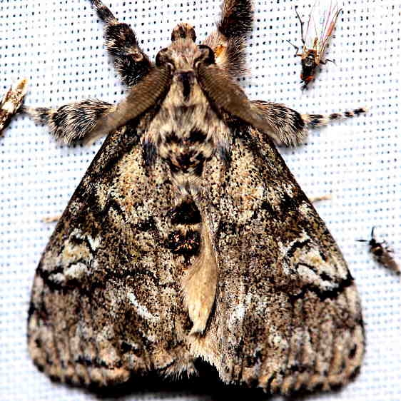 8305 Pine Tussock Moth Thunder Lake UP Mich 6-23-12