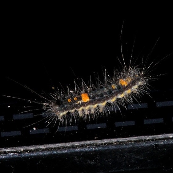 8313 Live OakTussock Moth Caterpillar BG Lake Kissimmee St PK Fl 3-1-17 (1)_opt
