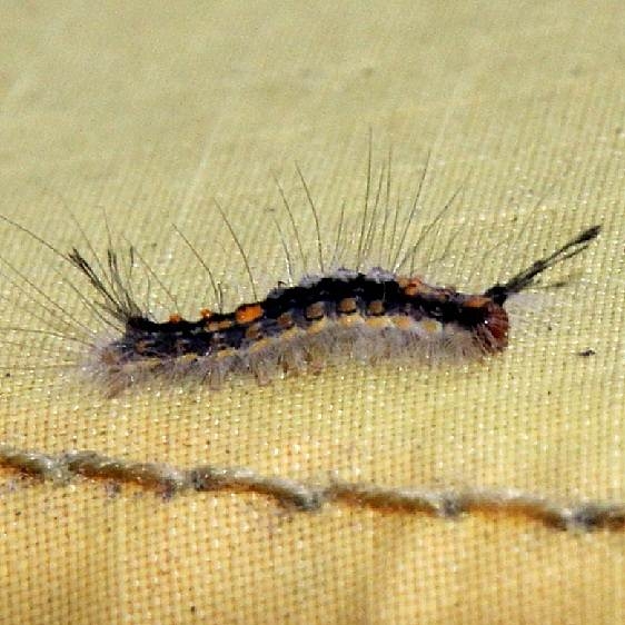 8313 Live OakTussock Moth Caterpillar BG Lake Kissimmee St PK Fl 3-1-17 (2)_opt