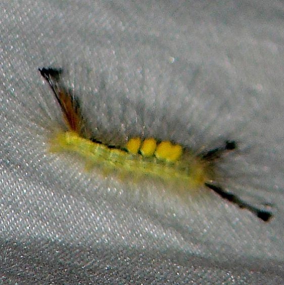 8314 Definate Tussock Moth Blackwater River State Forest 7-10-10