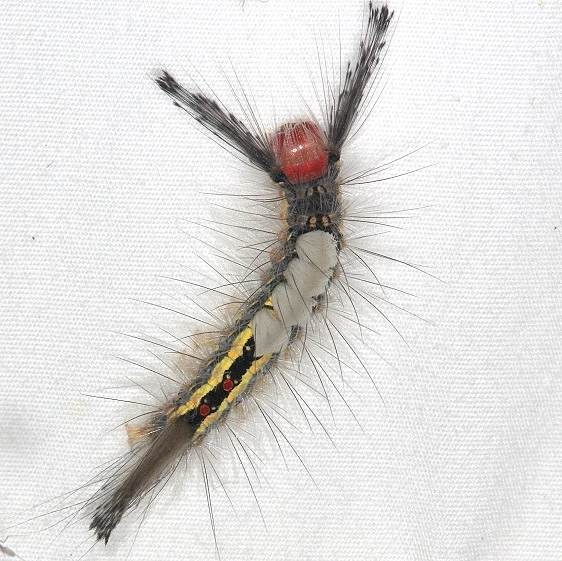 8316 White-marked Tussock Moth Caterpillar yard 8-30-14