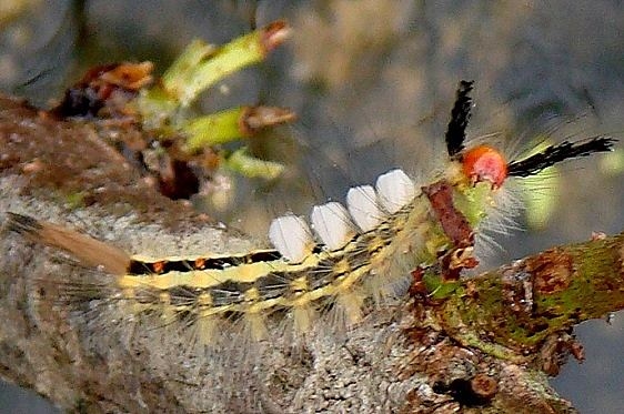 8316 White-marked Tussock Moth Sebenthaler Fen 9-3-10