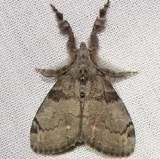 8316 White-marked Tussock Moth yard 8-12-11