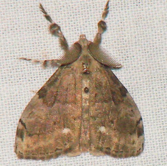 8316 White-marked Tussock yard 9-10-08