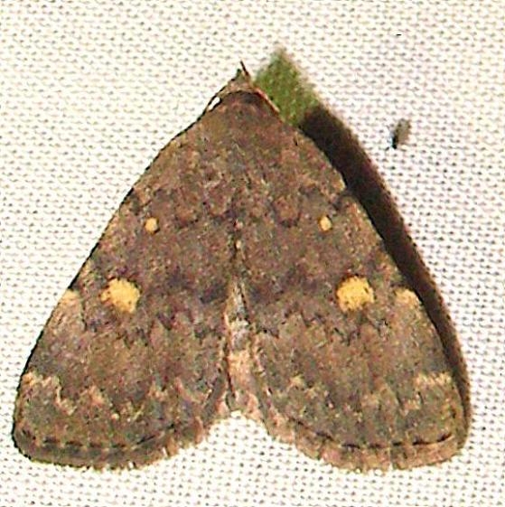 8323 Common Idia yard 9-20-11