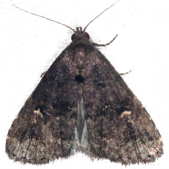 8326 Idia rotundalis yard 7-14-13