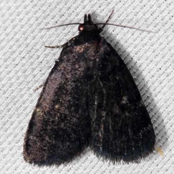 8326 Rotund Idia Moth Lake Kissimmee St Pk Fl 2-26-13