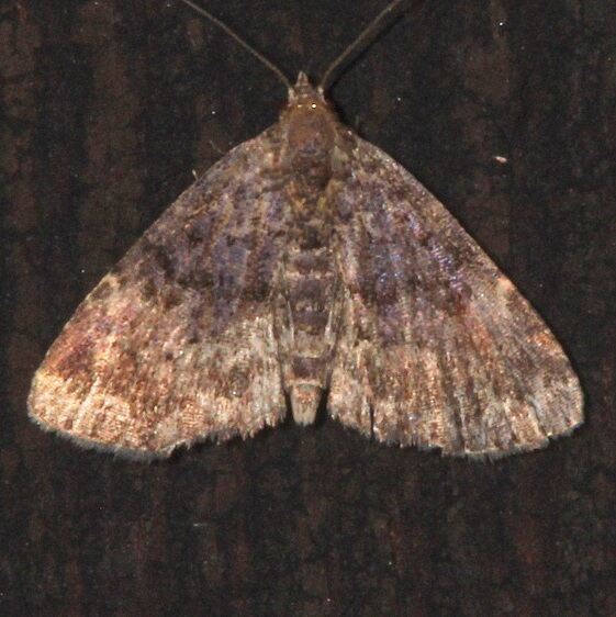 8327 Idia forbesii Mothapalooza Arc-of-Appalacia-Museum-7-16-21