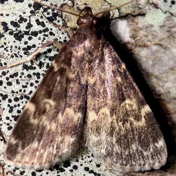 8330 Smoky Idia Moth Leslie Angel's house Tenn 8-24-12