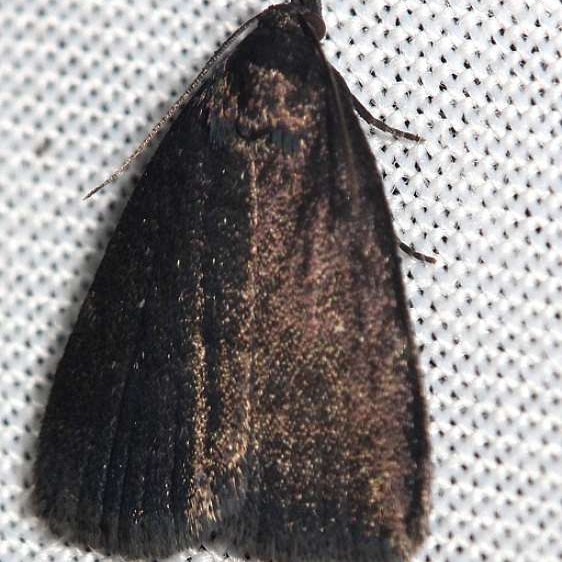 8332 Idia terrebralis Obed Rivershed Tenn 8-26-12