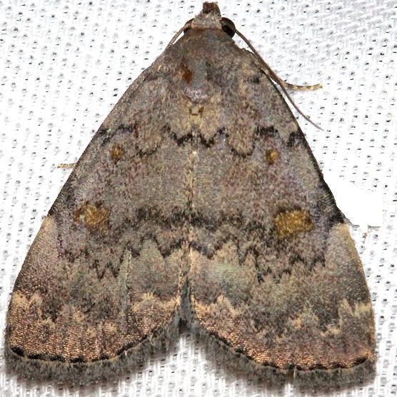 8333 Toothed Idia Moth Kissimmee Prairie St Pk 3-11-13