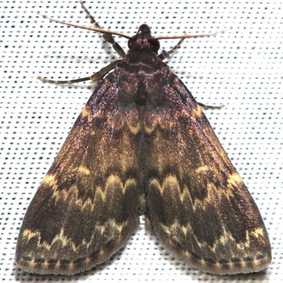 8334 Glossy Black Idia Moth yard 6-7-12