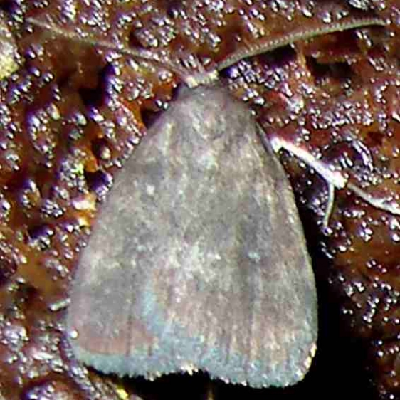 8335 Idia parvulalis Payne's Prairie St Pk Fl 3-20-12