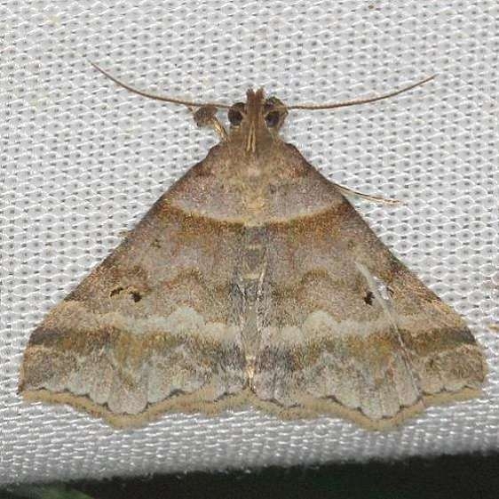 8338 Phalaenostola pyramusalis yard 5-29-13