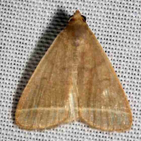 8339.1 Simplicia comocalis Lake Kissimmee St Pk Fl 2-26-13