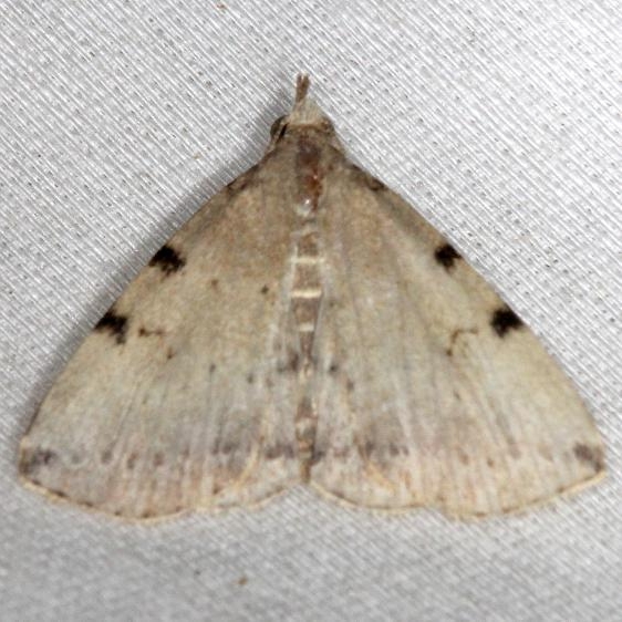 8340 Lettered Zanclognatha Moth yard 6-11-13