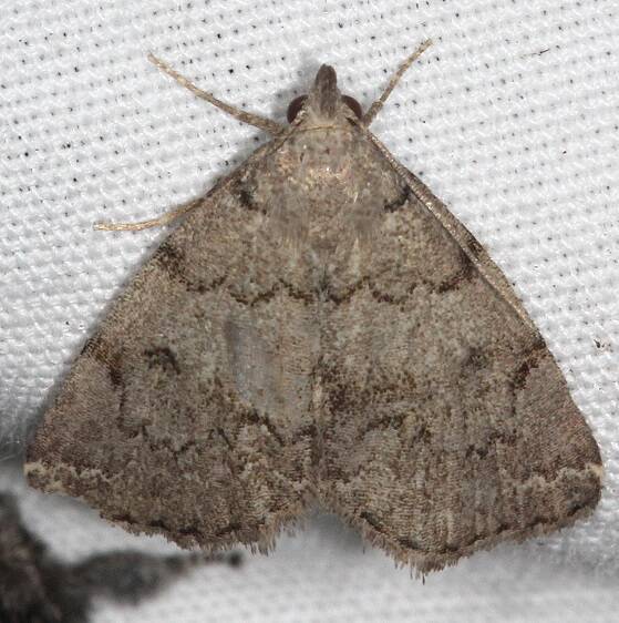 8341 Zanclognatha theralis Goose Bay-Camp-Lac-Seul-Canada-7-2-23