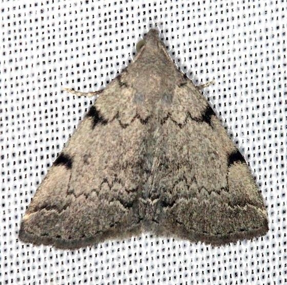 8341 Zanclognatha theralis Thunder Lake Mich UP 6-24-13
