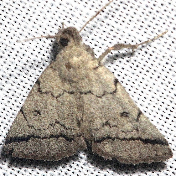 8343 Zanclognatha minoralis Alexander Springs Ocala Natl Frt 3-18-13