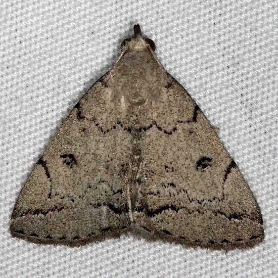 8343 Zanclognatha minoralis Bader's house Palm Coast Fl 3-21-15