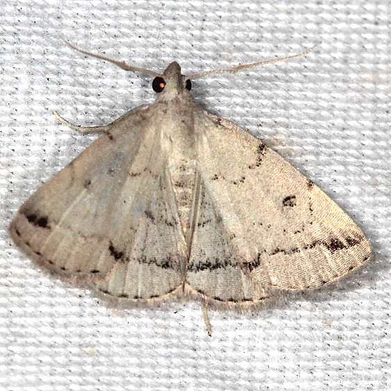 8343 Zanclognathis minoralis BG Silver Springs St Pk Fl 9-23-18 (85)_opt
