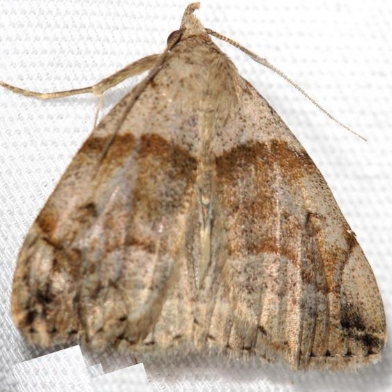 8345 Variable Zanclognatha Thunder Lake UP Mich 6-26-12