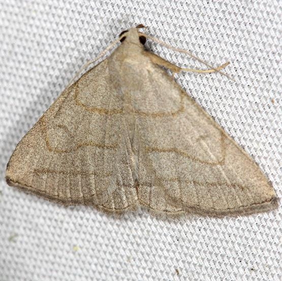 8348 Grayish Zanclognatha Moth yard 5-21-13