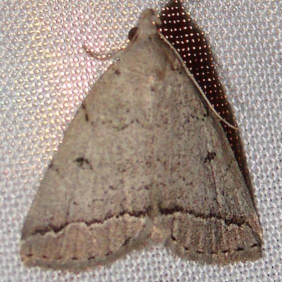 8349 Zanclognatha protumnusalis William Beardall WMA Fla 3-9-11