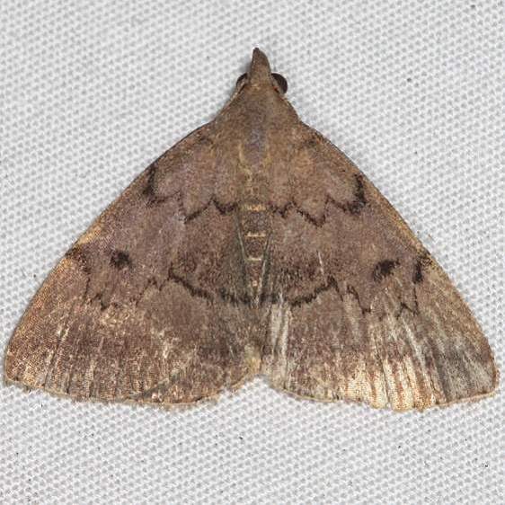 8349 Zanclognatha protumnusalis yard 7-21-20