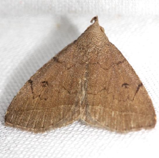 8349 Zanclognatha protumnusalis yard 8-7-12
