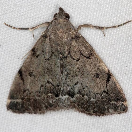 8349.1 Zanclognatha dentata Ash Rapids Lodge Lake of the Woods Ont 7-21-17 (22)_opt