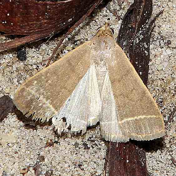 8352 Yellowish Zanclognatha Gold Head Branch St Pk Fl 11-24