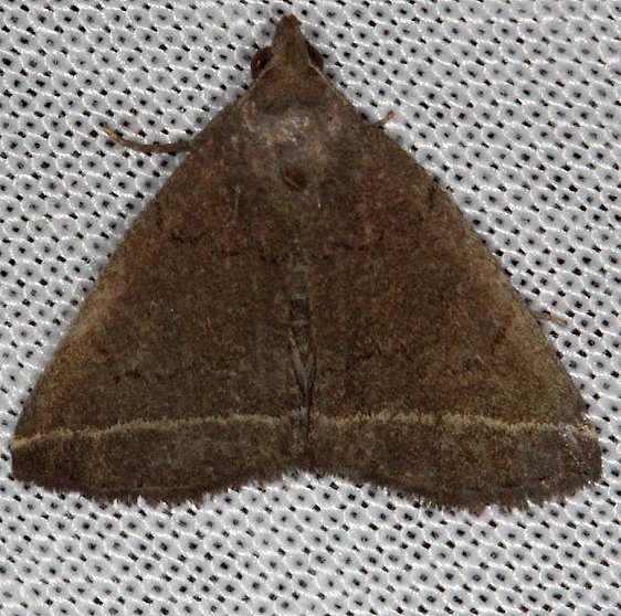 8352 Yellowish Zanclognatha Moth Village Creek St Pk Texas 11-9-13