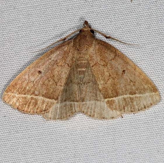 8353 Wavy-lined Zanclognatha Moth yard 8-29-15