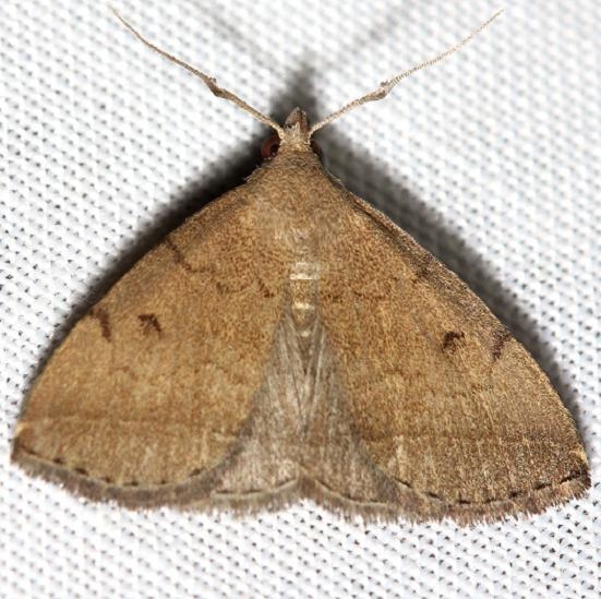 8353 Wavy-lined Zanclognatha Thunder Lake UP Mich 6-26-12
