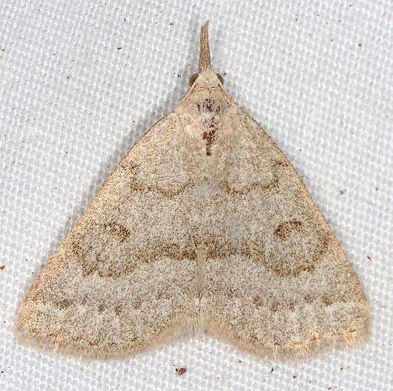 8355 Morbid Owlet Moth Thunder Lake UP Mich 6-23-14