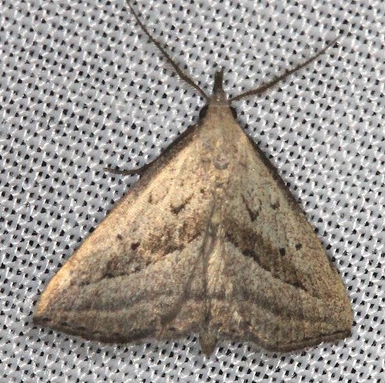8357 Slant-lined Owlet Moth Battelle Darby Pk Ancient Trail Oh 7-25-13
