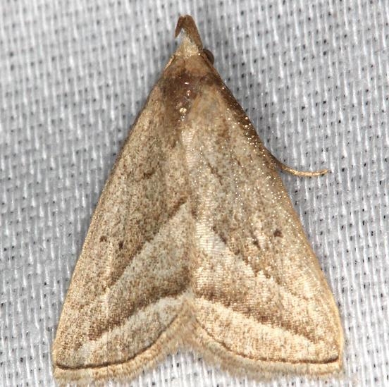 8357 Slant-lined Owlet Moth yard 8-10-13
