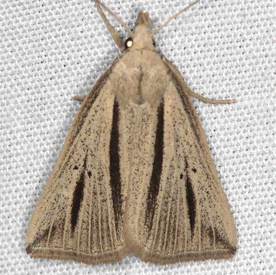 8359 Two-striped Owlet Moth Ash Rapids Lodge Lake of the woods Ont 7-26-17 (18)_opt