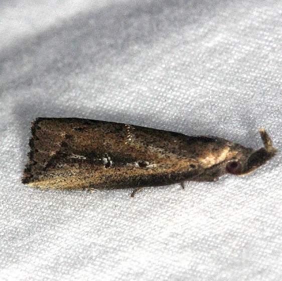 8360 Bronzy Macrochilo Moth Long PIne Picnic area Everglades 3-2-15