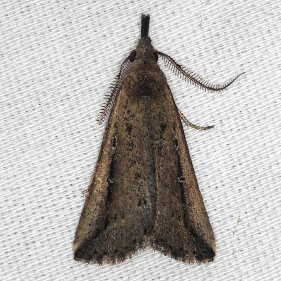 8360 Macrochilo orciseralis Pineland Everglades 2-18-14