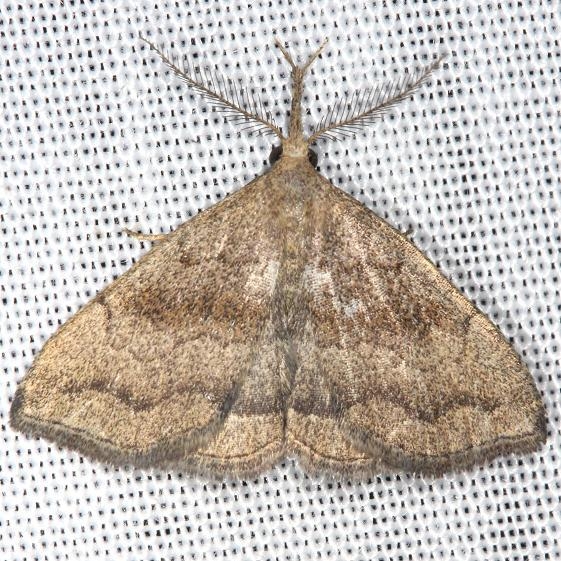 8362 Pale Phalaenostola yard 8-11-13