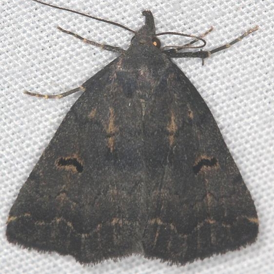 8365 Hanham's Owlet Moth Lake of the Woods Ash Rapids Lodge 7-16-17 (54)_opt