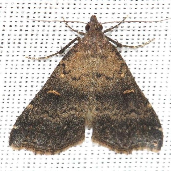 8366 Smoky Tetanolita Moth Little Talbot Island St Pk 2-21-13