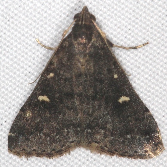 8366 Smoky Tetanolita Moth yard 10-23-15