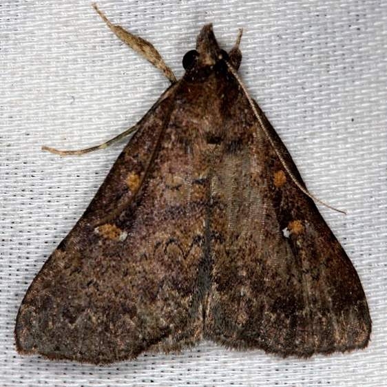 8367 Long-horned Owlet Moth Collier Seminole St Pk 3-2-14